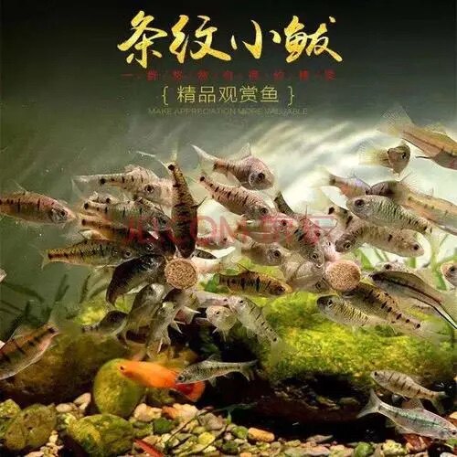 中国斗鱼伴侣条纹小鲃活体二须鲃耐寒冷水原生鱼溪流鱼群游观赏鱼