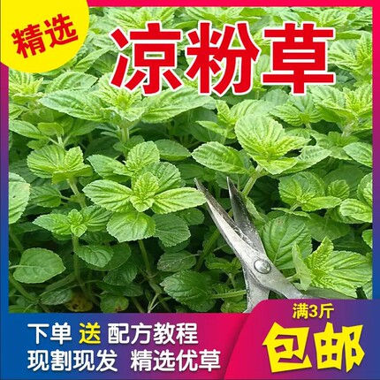 梅凤凉粉草新鲜生草湿草绿仙人草烧仙草原料仙草现割发货500克