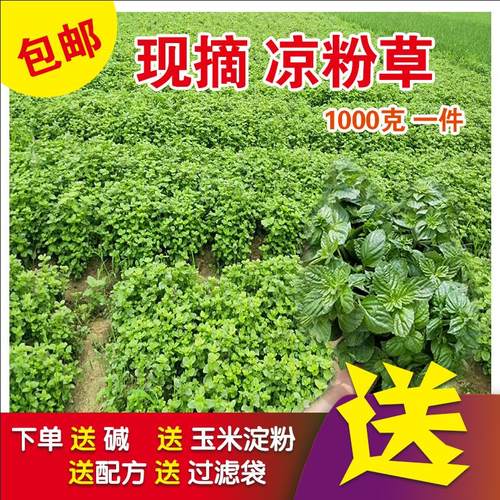 梅凤凉粉草新鲜凉粉草生草湿草仙人草仙草现摘1000g送全部辅料