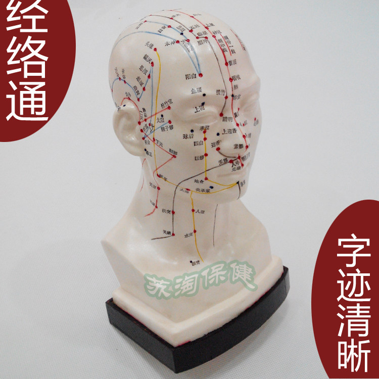 上海中界经络通头部面部四功能腧穴养生保健按摩针灸穴位模型