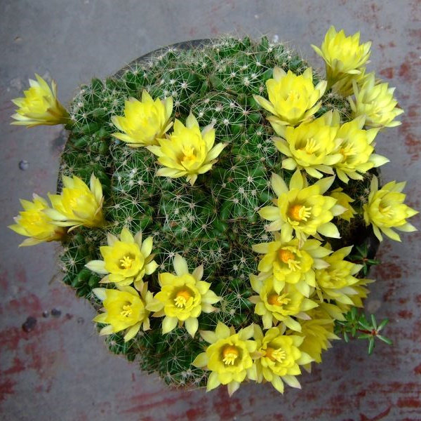 格格园艺金星 海王星乳突球属开花仙人球植物多肉植物满包邮