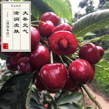 【心之果】万物本草 原色樱桃干 补铁唇色如樱 无色素香精车厘子