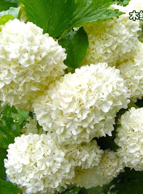 欧洲木绣球玫瑰白色大花球 庭院楼顶盆栽地栽植物