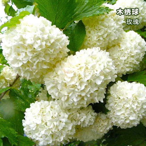 欧洲玫瑰白色庭院盆栽地栽大花球