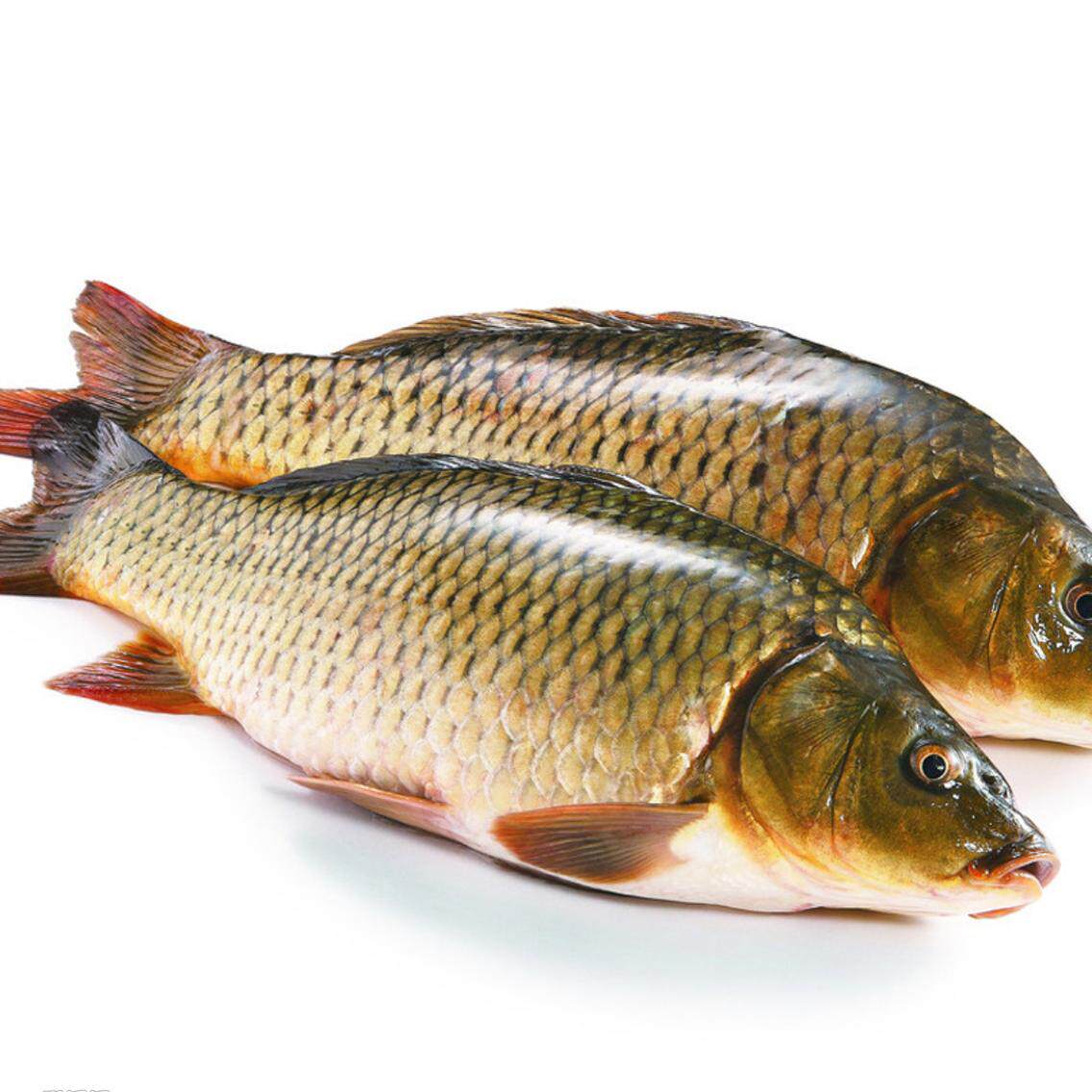 鲤鱼微山湖新鲜活鱼现杀冷冻净膛去内脏去鳞整条生鲜水产野鱼包邮