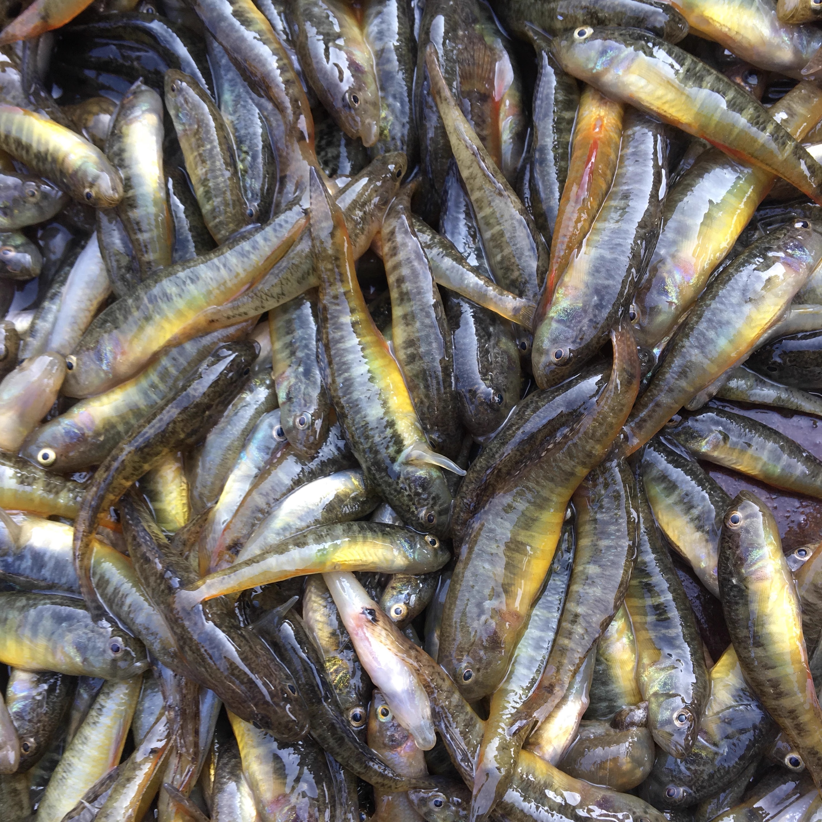 野鱼黄黝鱼淡水小黄鱼微山湖鲜美