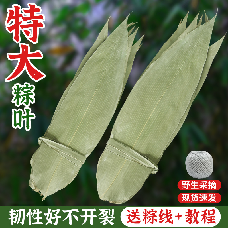 端午节粽子叶新鲜大号棕叶箬叶家用特大免邮包粽子的叶子棕子叶