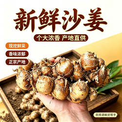 正宗茂名高州特产红皮新鲜老沙姜/山奈/砂姜白切鸡椰子鸡配料包邮