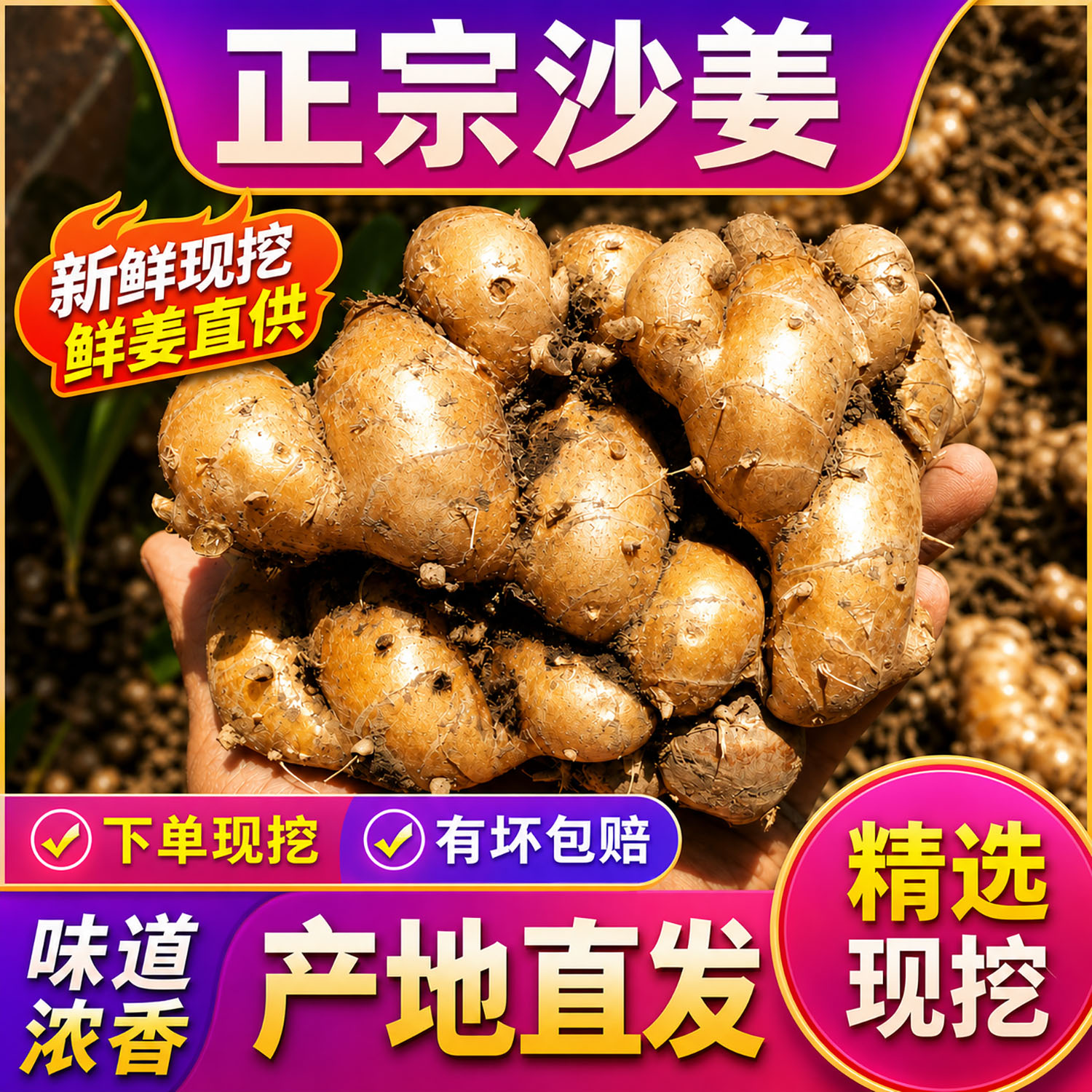 正宗广东新鲜红皮味浓老沙姜山奈
