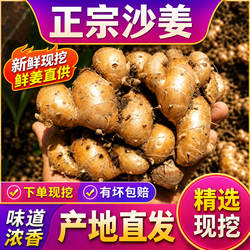 正宗茂名高州特产红皮新鲜老沙姜/山奈/砂姜白切鸡椰子鸡配料包邮