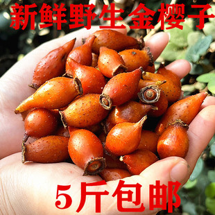 新鲜金樱子男性泡酒药材手选青黄泡酒果子现摘刺梨子糖罐子一斤装