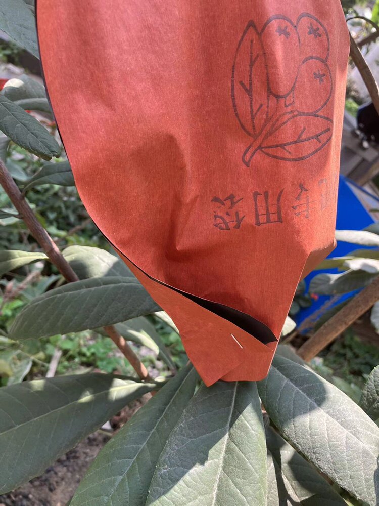 枇杷专用套袋平口侧开 芒果刀把专用双层防虫防晒保护袋子