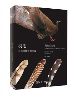 羽毛 自然演化中的奇迹 自然文库 羽毛是演化中的奇迹 这奇迹之于我们有什么意义 探究的就是这些美丽而吸引人的羽毛