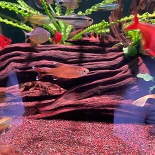 60鱼缸专用沉木乌龟晒台寄居蟹天然造景水草缸龟缸紫柚木爬宠