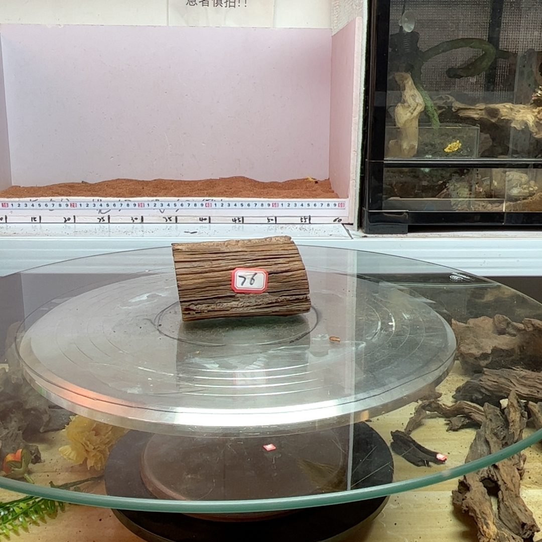 紫柚木树洞76号长11宽7高7