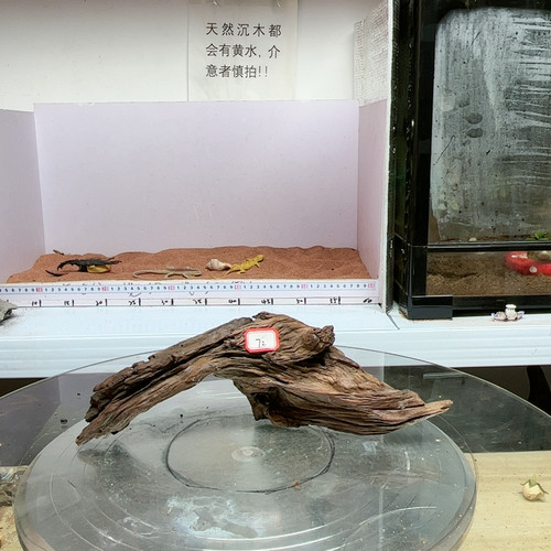 紫柚木72号长32宽6高10