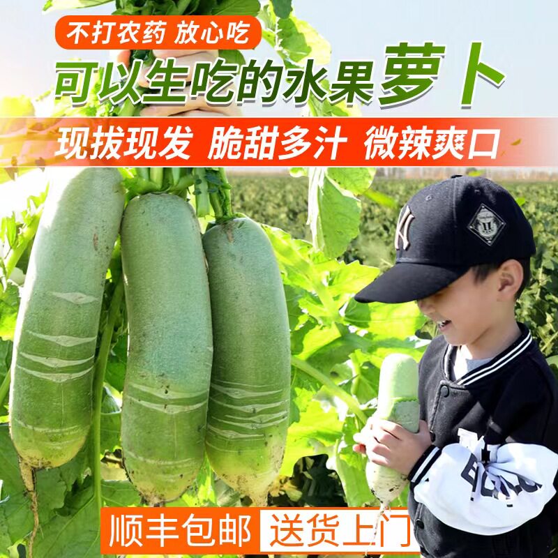 山东大萝卜新鲜绿皮水果萝卜生吃脆甜应季蔬菜沙窝现拨顺丰包邮属于什么档次？