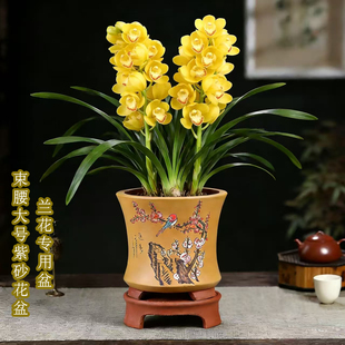 君子兰紫砂花盆陶瓷大号大花蕙兰专用盆点彩束腰高端客厅兰花花盆