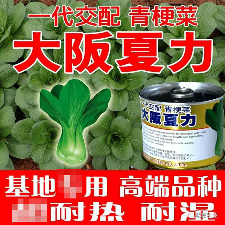 大阪夏力青梗菜种籽高产耐热耐寒蔬菜种子/种苗