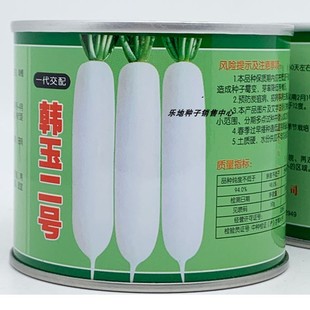 韩玉二号长白萝卜种籽高产耐寒春秋耐抽苔光滑新白玉春白萝卜种子