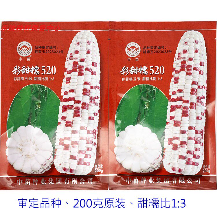 中苗彩甜糯玉米种大棒