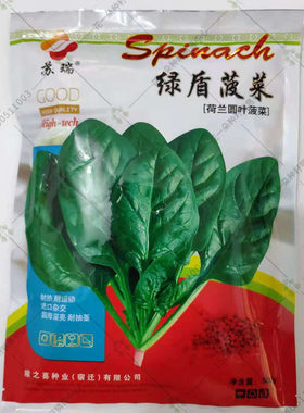 绿盾荷兰先锋菠菜种籽高产抗病春秋播农家圆叶红根菠菜子