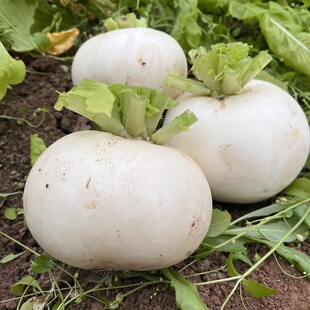 四川特产圆萝卜圆根萝卜罐罐萝卜圆白萝卜春不老萝卜冰糖罐萝卜