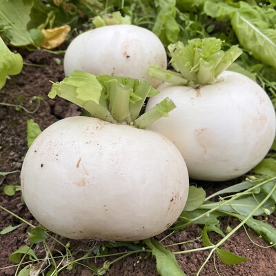 四川特产圆萝卜圆根萝卜罐罐萝卜圆白萝卜春不老萝卜冰糖罐萝卜