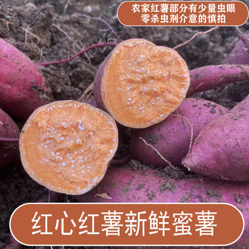 沙地红薯四川红薯甜糯