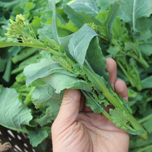四川油菜尖青菜苔鲜油菜苔白油菜苔绿芸苔菜薹芥菜尖非板蓝根菜苔