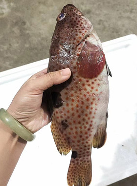 海南西沙野生石斑鱼顺丰包邮