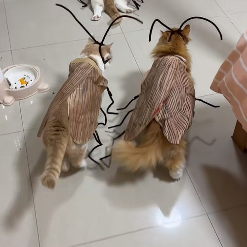 不织布蟑螂衣服搞怪猫咪网红条纹