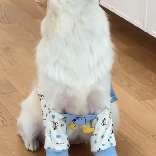 袖套狗狗护肘衣防脏宠物萨摩护膝