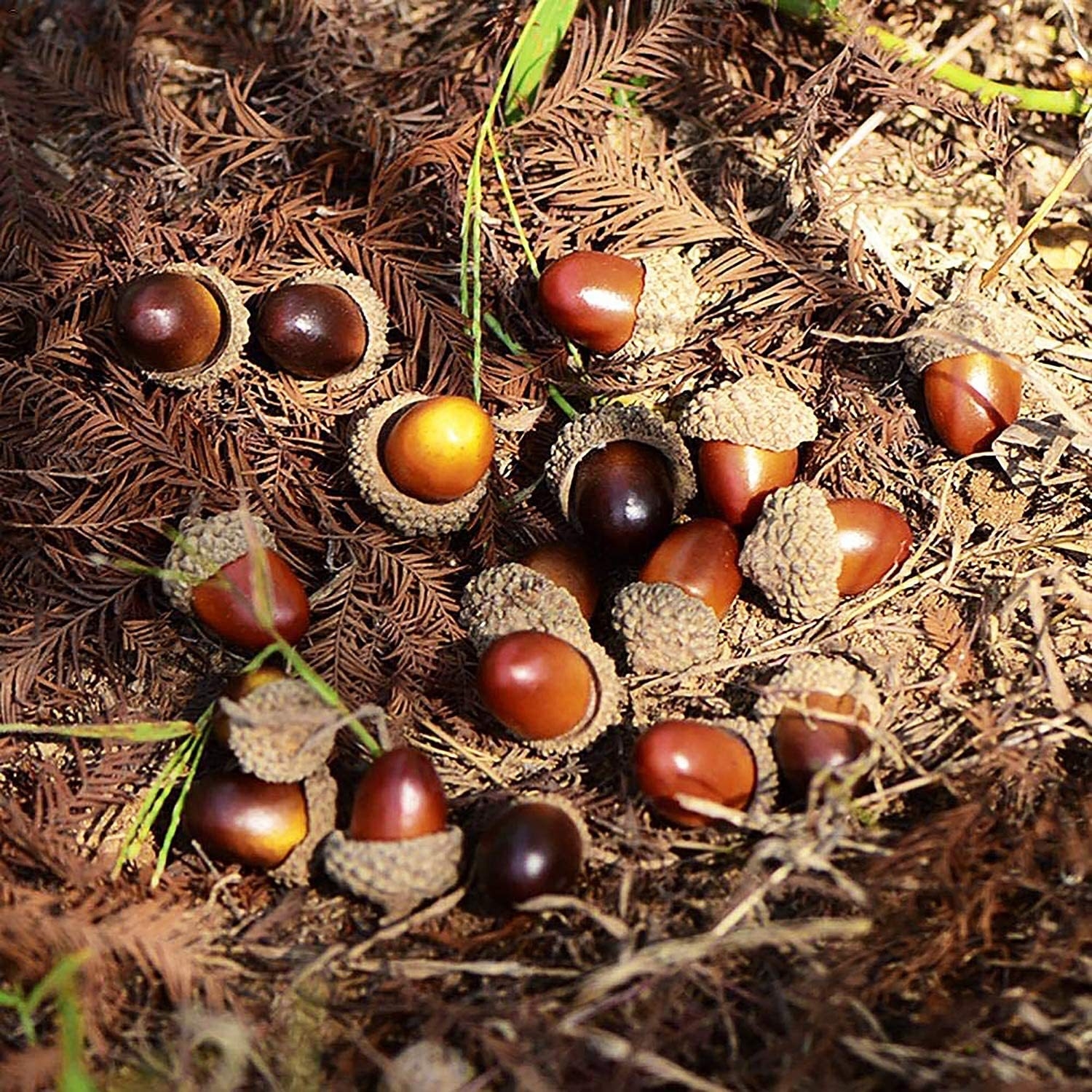 仿真榛果小橡果幼儿园榛子模型干果松果模玩拍照道具菡艺拍摄手工