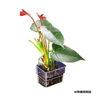 植物种植杯定植篮镂空鱼缸造景透明装饰壁挂式水培植物篮水草家用