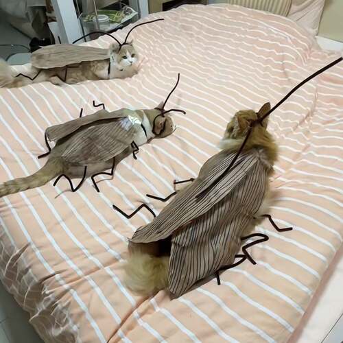 搞怪衣服宠物萌宠扭扭棒条纹诱惑