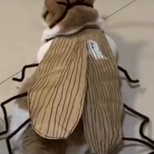 条纹衣服蟑螂纯情搞笑抖音同款