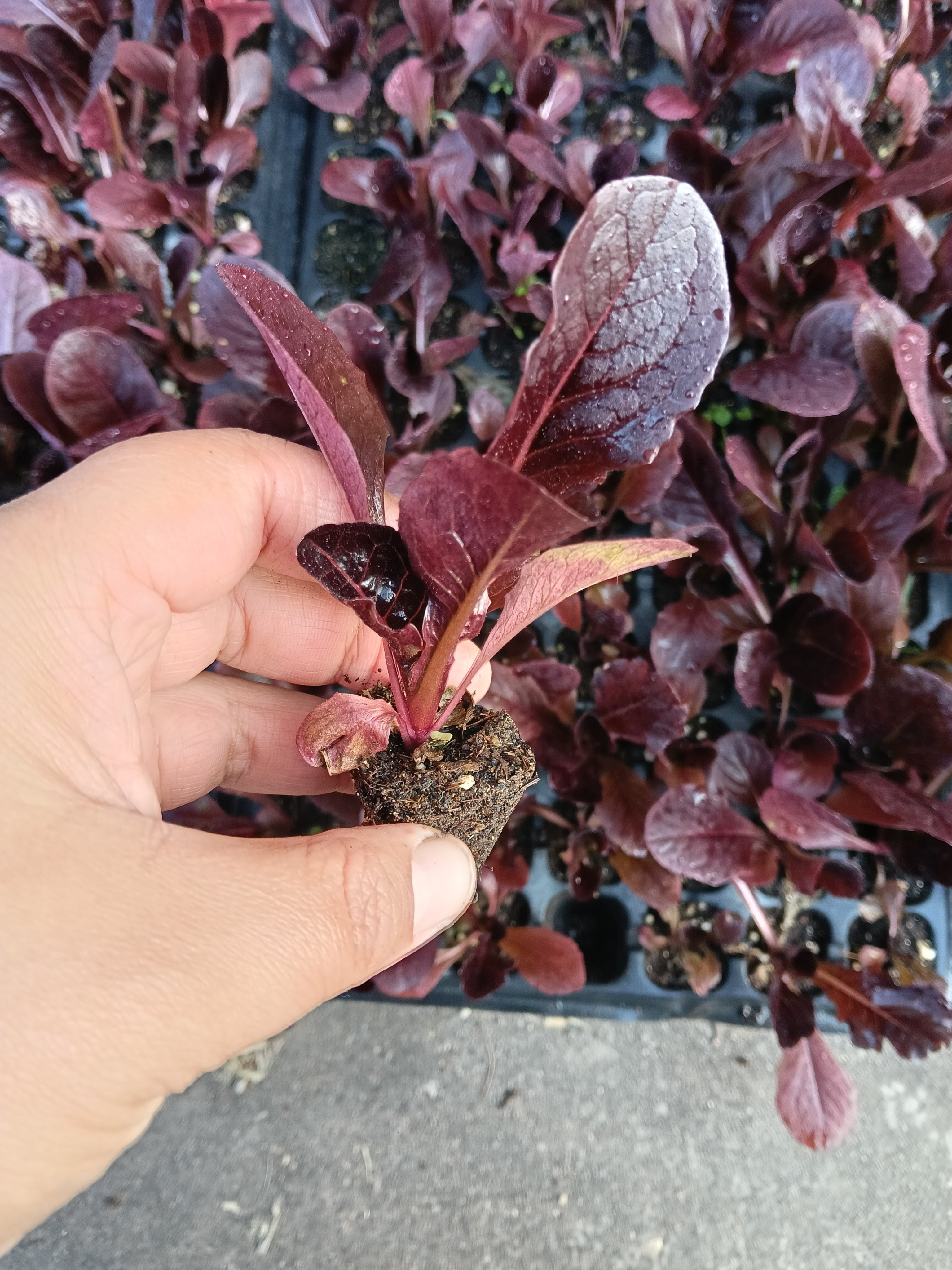 鲜嫩紫罗马生菜苗秧带土紫叶生菜苗四季阳台庭院盆栽苗,农用物资,蔬菜种子/种苗,淘宝优惠券,粉丝福利购,淘宝优惠卷