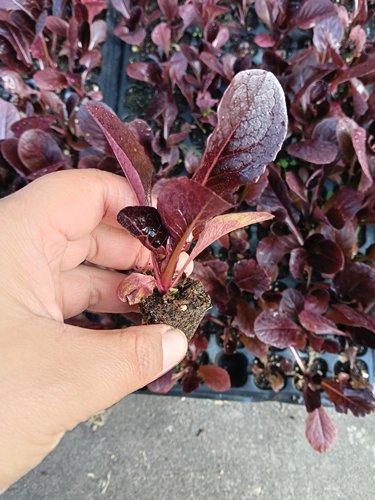 鲜嫩紫罗马生菜苗秧带土紫叶生菜苗四季阳台庭院盆栽苗