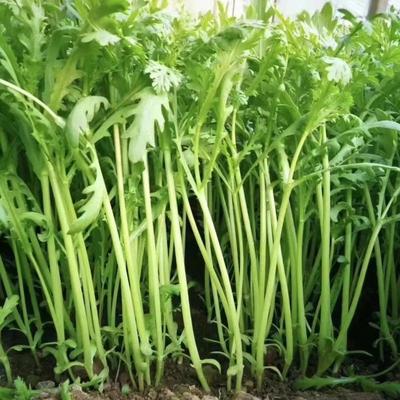 高杆茼蒿菜苗四季茼蒿菜苗绿翡翠茼蒿菜秧苗光杆茼蒿菜苗