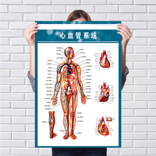 人体心血管人体肝胆甲状腺示意图人体解剖结构挂图血管系统示挂画