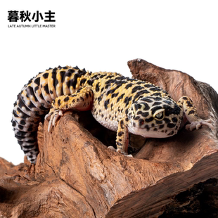 暮秋小主网红豹纹守宫蜥蜴活体爬宠活物温顺好养易活懒人新手入门