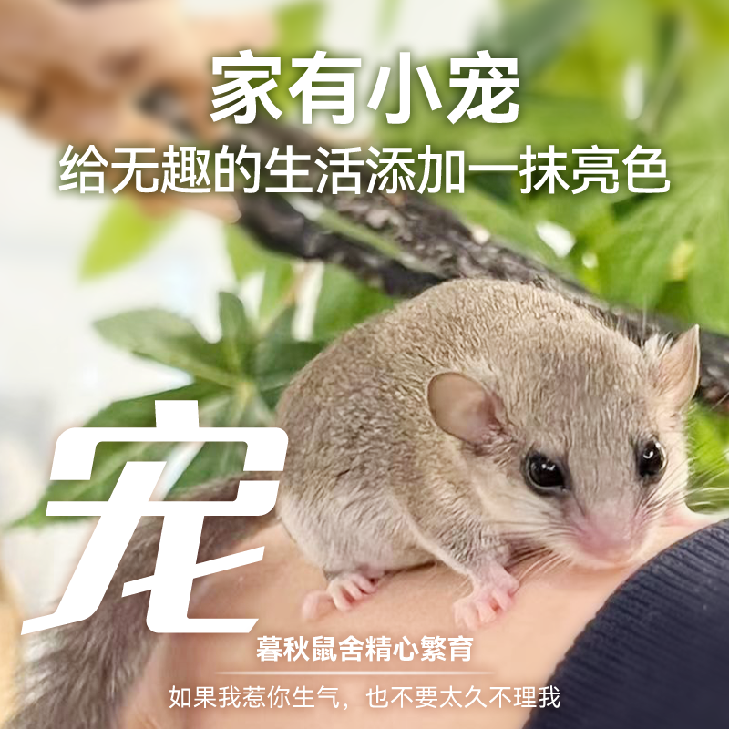 暮秋小主西班牙拇指睡鼠活体宠物幼崽网红小宠物好养活宿舍饲养