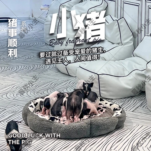 暮秋小主网红泰国小香猪活体幼崽家养纯种迷你宠猪可爱萌宠长不大