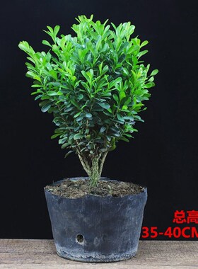 黄杨盆栽室外阳台好看