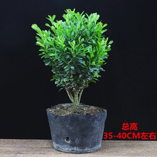 黄杨盆栽室外阳台好看