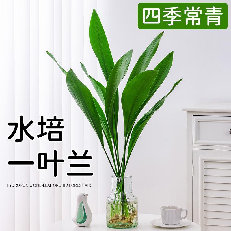 水培植物一叶兰盆栽室内桌面四季常青水养绿植净化空气耐寒吸甲醛