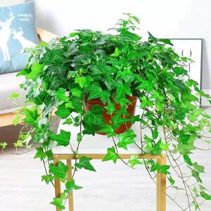 常春藤吊篮盆栽室内净化空气藤编花篮装饰四季常青爬藤绿植物桌面