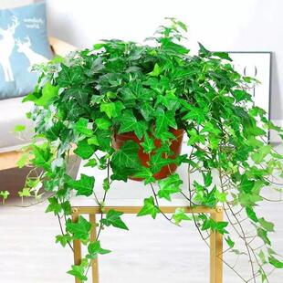 常春藤吊篮盆栽室内净化空气藤编花篮装饰四季常青爬藤绿植物桌面