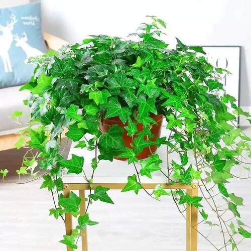 常春藤吊篮盆栽室内净化空气藤编花篮装饰四季常青爬藤绿植物桌面